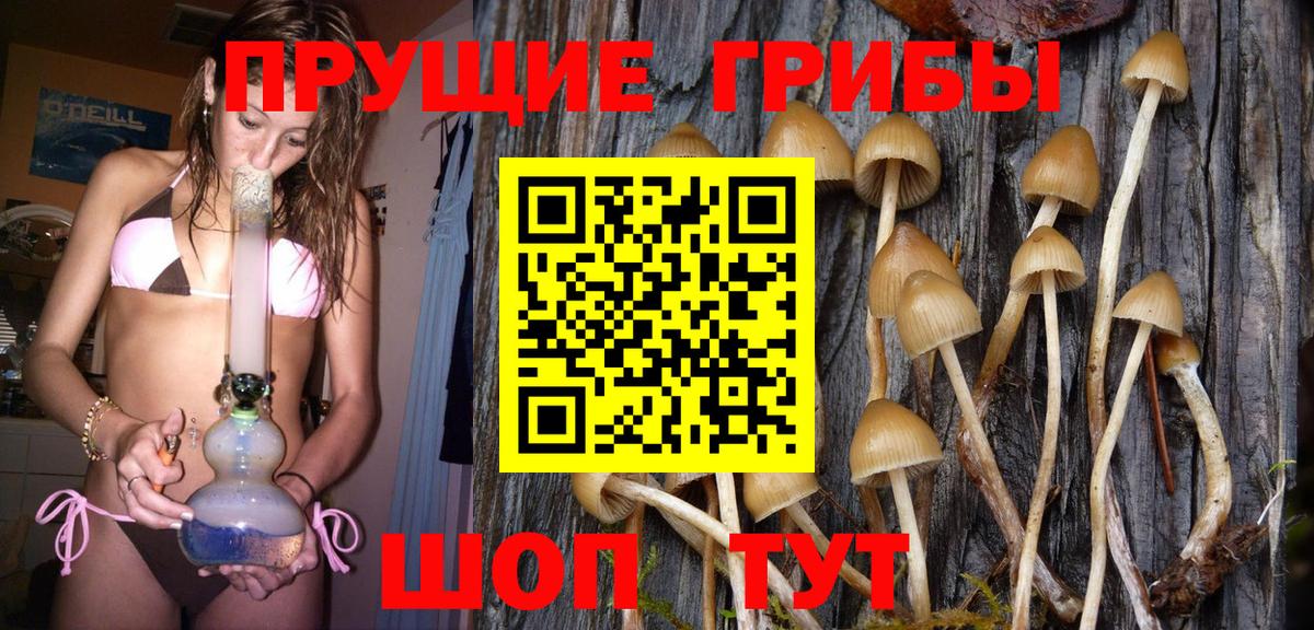 Псилоцибиновые грибы Psilocybine cubensis Ленинск-Кузнецкий